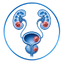 Uro-Oncology (Kidney, Bladder, Prostate)
